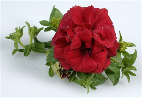 Photo de variété de fleurs à utiliser comme: Pot, Plante à massif, patio, Suspension Petunia Surfinia Doulbe® Red®