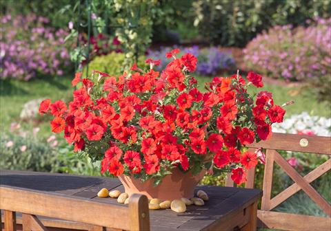 Photo de variété de fleurs à utiliser comme: Pot, Plante à massif, patio, Suspension Petunia Surfinia Impulz® Red®