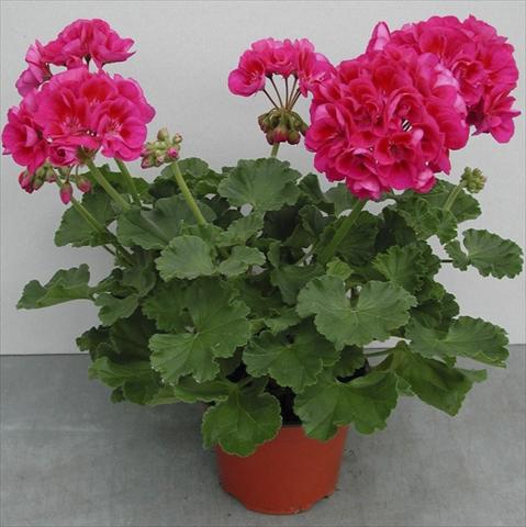 Photo de variété de fleurs à utiliser comme: Pot, Plante à massif, patio Pelargonium zonale pac® Flower Fairy Berry®