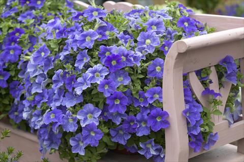 Photo de variété de fleurs à utiliser comme: Pot, Plante à massif, patio, Suspension Petunia Surfinia Impulz® Sky Blue Eyes®