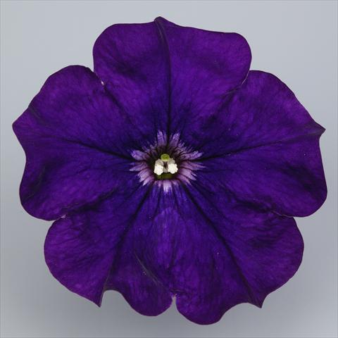 Photo de variété de fleurs à utiliser comme: Pot, Plante à massif, patio, Suspension Petunia Surfinia Impulz® Violet®