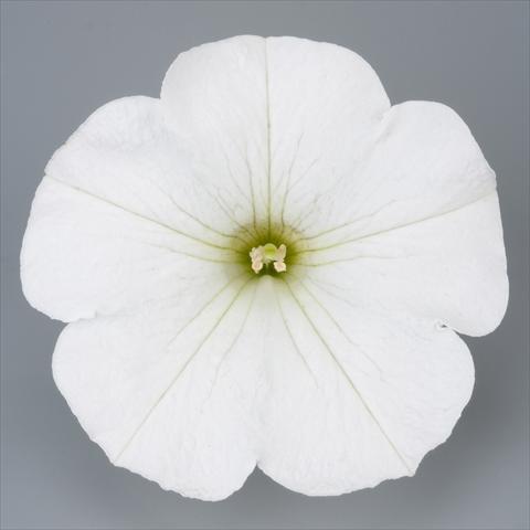 Photo de variété de fleurs à utiliser comme: Pot, Plante à massif, patio, Suspension Petunia Surfinia Impulz® White®