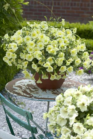 Photo de variété de fleurs à utiliser comme: Pot, Plante à massif, patio, Suspension Petunia Surfinia Impulz® Yellow®