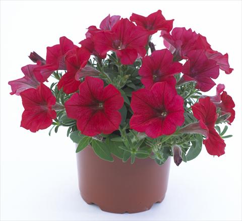 Photo de variété de fleurs à utiliser comme: Pot, Plante à massif, patio, Suspension Petunia Surfinia Table® Dark Red®