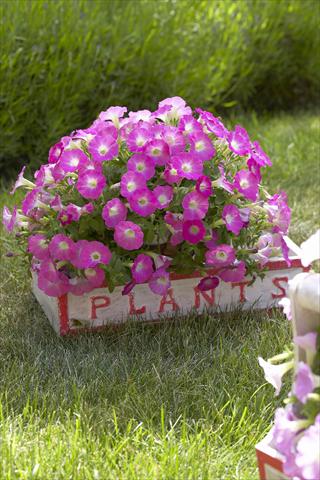 Photo de variété de fleurs à utiliser comme: Pot, Plante à massif, patio, Suspension Petunia Surfinia Table® Pink Morn®