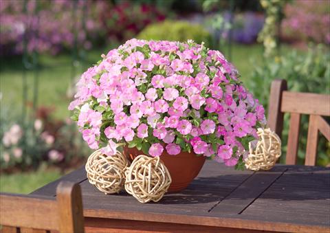 Photo de variété de fleurs à utiliser comme: Pot, Plante à massif, patio, Suspension Petunia Surfinia Table® Soft Pink®