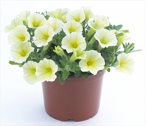 Photo de variété de fleurs à utiliser comme: Pot, Plante à massif, patio, Suspension Petunia Surfinia Table® Yellow®