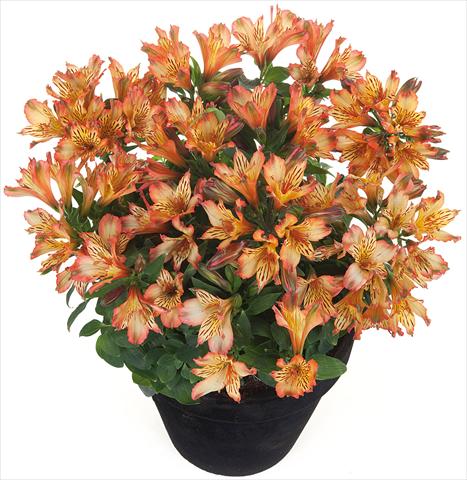 Photo de variété de fleurs à utiliser comme: Pot et Plante à massif Alstroemeria Inticancha® Brice