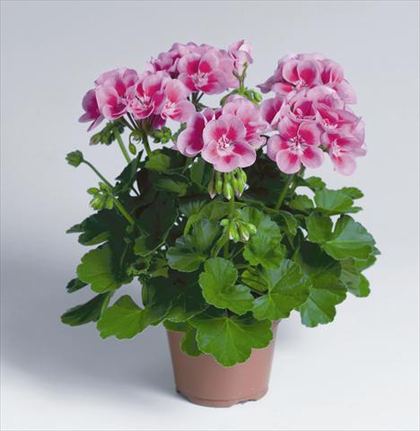 Photo de variété de fleurs à utiliser comme: Pot, Plante à massif, patio Pelargonium zonale pac® Flower Fairy Rose®