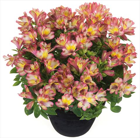 Photo de variété de fleurs à utiliser comme: Pot et Plante à massif Alstroemeria Inticancha® Indian Summer