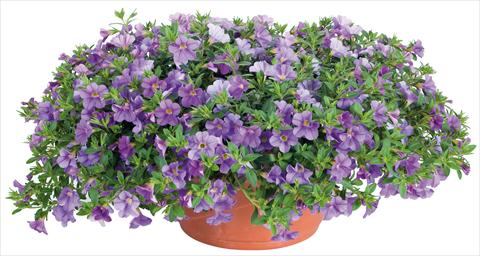 Photo de variété de fleurs à utiliser comme: Pot, Plante à massif, patio, Suspension Calibrachoa Lindura® fides® Light Blue