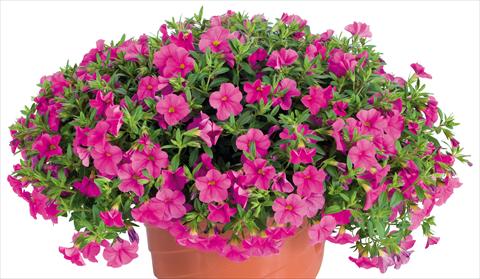 Photo de variété de fleurs à utiliser comme: Pot, Plante à massif, patio, Suspension Calibrachoa Lindura® fides® Pink