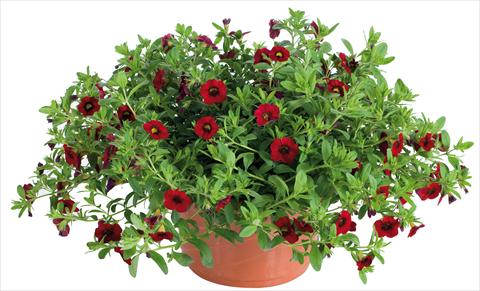 Photo de variété de fleurs à utiliser comme: Pot, Plante à massif, patio, Suspension Calibrachoa Lindura® fides® Red