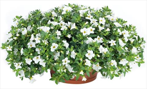 Photo de variété de fleurs à utiliser comme: Pot, Plante à massif, patio, Suspension Calibrachoa Lindura® fides® White