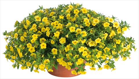 Photo de variété de fleurs à utiliser comme: Pot, Plante à massif, patio, Suspension Calibrachoa Lindura® fides® Yellow