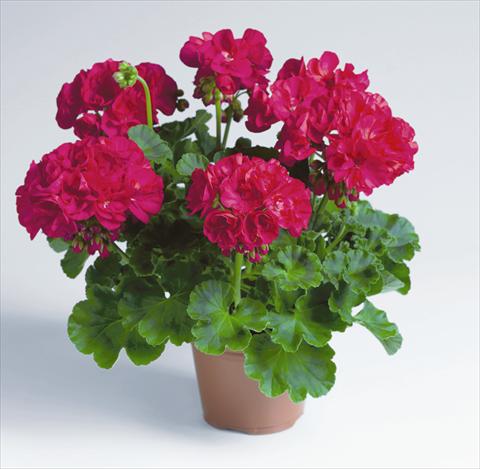 Photo de variété de fleurs à utiliser comme: Pot, Plante à massif, patio Pelargonium zonale pac® Foxy