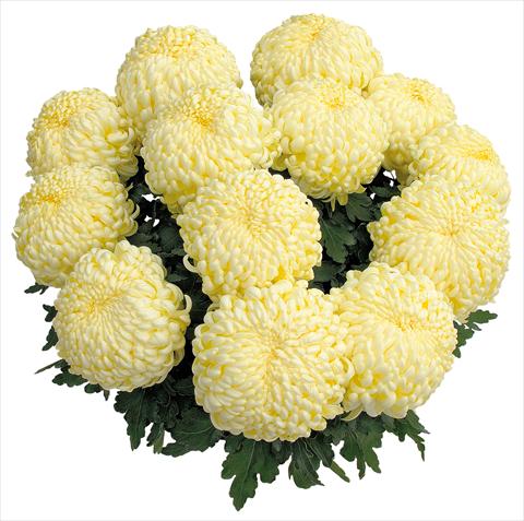 Photo de variété de fleurs à utiliser comme: Pot et Plante à massif Chrysanthemum Komodo Creme
