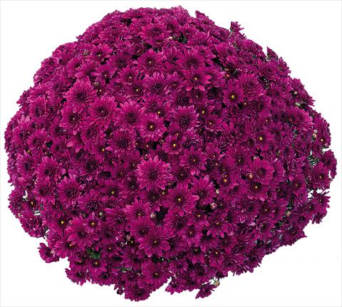 Photo de variété de fleurs à utiliser comme: Pot et Plante à massif Chrysanthemum Korus