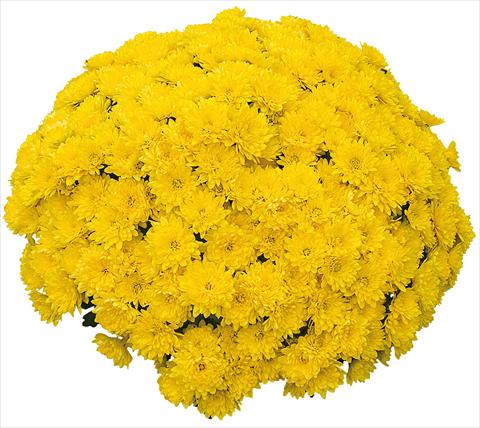 Photo de variété de fleurs à utiliser comme: Pot et Plante à massif Chrysanthemum Mila