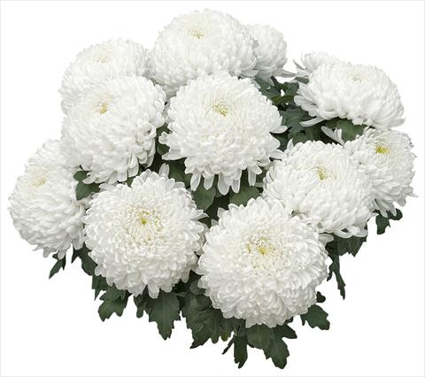 Photo de variété de fleurs à utiliser comme: Pot et Plante à massif Chrysanthemum Nikita