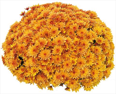 Photo de variété de fleurs à utiliser comme: Pot et Plante à massif Chrysanthemum Pasoa® Miel