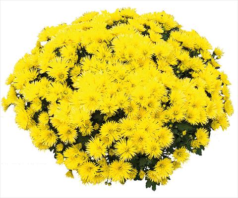 Photo de variété de fleurs à utiliser comme: Pot et Plante à massif Chrysanthemum Vinci Jaune