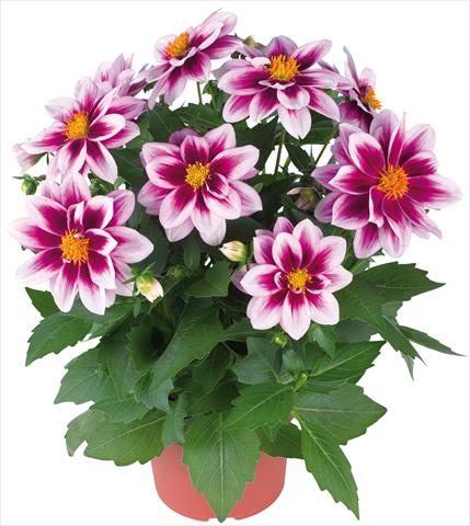 Photo de variété de fleurs à utiliser comme: Pot et Plante à massif Dahlia Dahlinova® fides® Florida