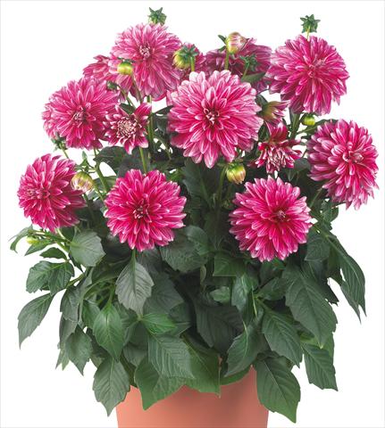 Photo de variété de fleurs à utiliser comme: Pot et Plante à massif Dahlia Dahlinova® Hypnotica fides® Cherish Pink