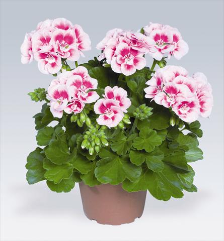 photo of flower to be used as: Pot, bedding, patio Pelargonium zonale pac® Flower Fairy White Splash®