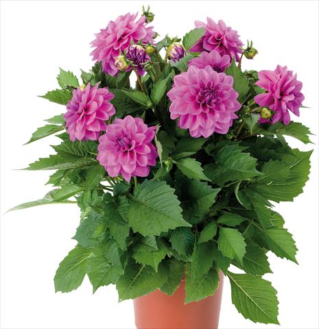 Photo de variété de fleurs à utiliser comme: Pot et Plante à massif Dahlia Dahlinova® Hypnotica fides® Lavender