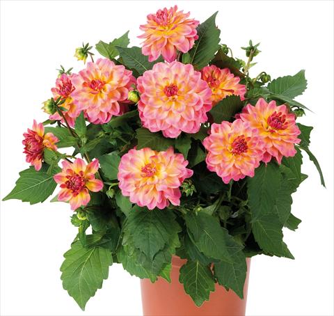 Photo de variété de fleurs à utiliser comme: Pot et Plante à massif Dahlia Dahlinova® Hypnotica fides® Rose Bicolor