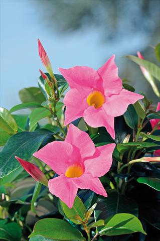 Photo de variété de fleurs à utiliser comme: Patio, pot Dipladenia Diamantina® Jade Pink 206