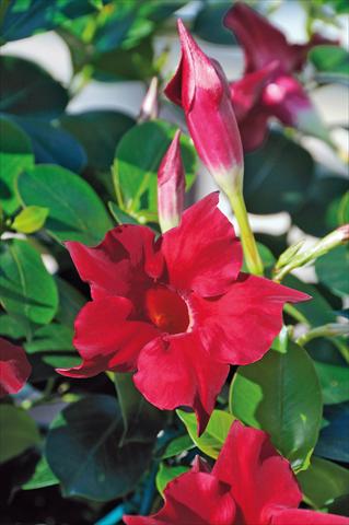Photo de variété de fleurs à utiliser comme: Patio, pot Dipladenia Diamantina® Jade Scarlet 203