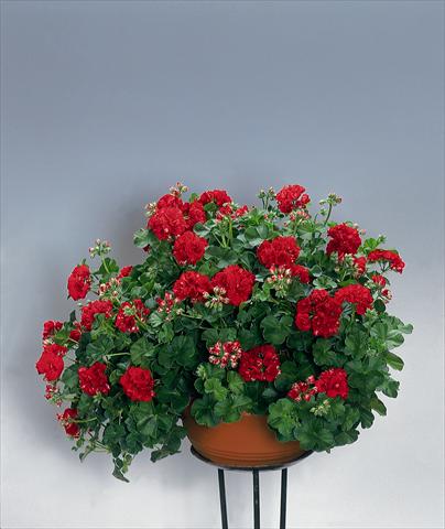 Photo de variété de fleurs à utiliser comme: Plante à massif, patio, Suspension Pelargonium peltatum pac® Red Sybil