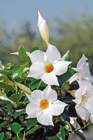 Photo de variété de fleurs à utiliser comme: Patio, pot Dipladenia Diamantina® Jade White 202