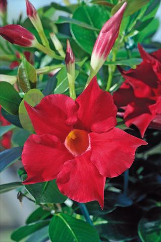 Photo de variété de fleurs à utiliser comme: Patio, pot Dipladenia Diamantina® Rubis Fuchsia 101