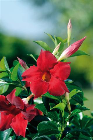 Photo de variété de fleurs à utiliser comme: Patio, pot Dipladenia Diamantina® Topaze Vermillon 301