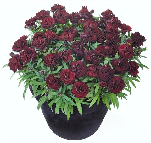 Photo de variété de fleurs à utiliser comme: Suspension / pot Dianthus Sunflor® Black Money