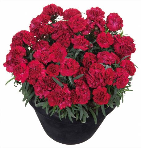 Photo de variété de fleurs à utiliser comme: Suspension / pot Dianthus Sunflor® Dynamite