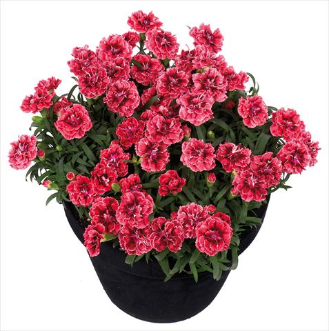 Photo de variété de fleurs à utiliser comme: Suspension / pot Dianthus Sunflor® Metallica